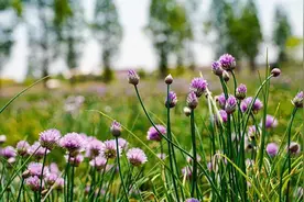 紫红色的葱花见过吗？上海崇明有一片80亩紫红色花海图片