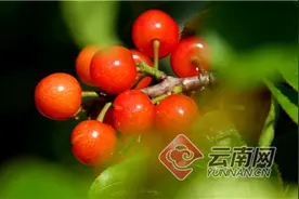 趁阳光正好樱桃正红 来个旧老阴山感受别样的快乐和悠然图片