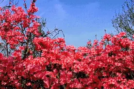 暮春赏花何处去？缙云高山杜鹃开了图片