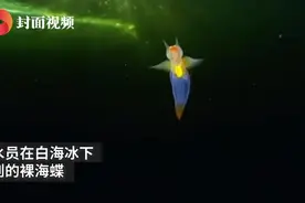 俄潜水员白海冰下拍到裸海蝶 挥舞着透明翅膀像跳舞图片