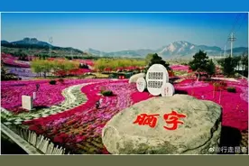 惊艳！百亩芝樱花海邀你来打卡图片