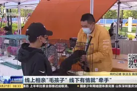 “领养代替购买”！线上相亲“毛孩子”，线下有情就“牵手”视频封面