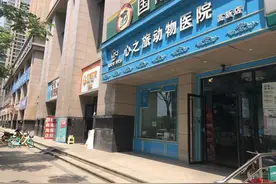 1岁英短做绝育手术后患上猫瘟，猫主人质疑医院图片