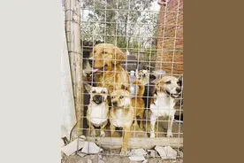 曲靖街上的流浪犬哪儿去了 记者带你一探究竟图片