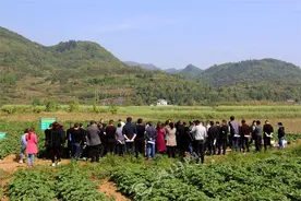 秀山：种植希森6号马铃薯获高产图片