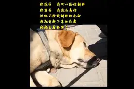 太原公交回应“交警扮盲人带导盲犬乘车被拒”：扣罚司机工资图片