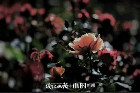 今日影像｜鲜花为你铺满回家路，我们把这份治愈分享给你，期待美好5月图片