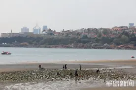 青岛第一海水浴场退大潮 不少市民游客来赶海图片