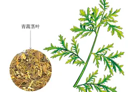 呦呦鹿鸣，食野之蒿图片
