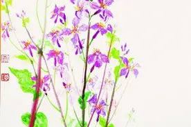 丁香玉兰二月兰……北京春花不仅赏心悦目，有些还可吃可药用图片