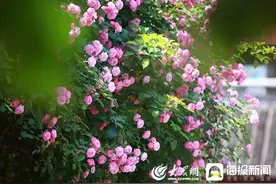 南京：谷雨时节繁花似锦 (/6)图片