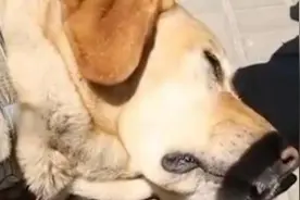 交警带导盲犬乘车被赶：有些冷漠寄附于认知误区图片