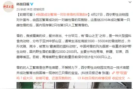 软萌可爱！我国成功繁育一对珍贵雪豹双胞胎图片
