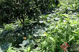 云南屏边：白河镇走生态转型助农增收之路图片