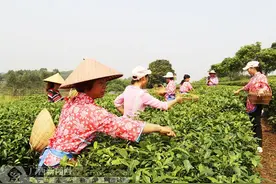 兴业：扶贫茶香飘满山图片