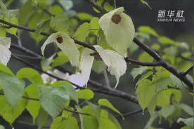 最美四月天 “鸽子花”雨中飞舞视频封面