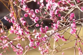 高校云赏花｜赏花踏青 感受齐鲁工业大学的春天视频封面