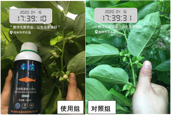 深海天然左旋氨基酸来袭！抗逆、促长、增产，用户用了直夸好