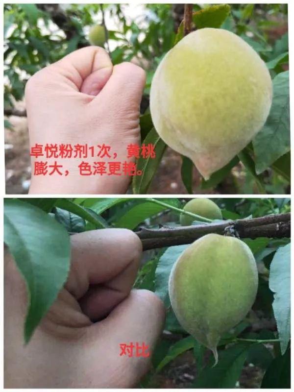 深海天然左旋氨基酸来袭！抗逆、促长、增产，用户用了直夸好