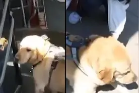 导盲犬坐公交被骂哭，主人说几乎每天被赶视频封面