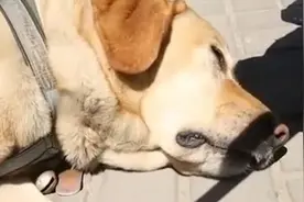 导盲犬乘公交被骂哭，主人：它经常因此低落视频封面