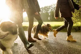 在中国为何禁养中华田园犬？合肥禁养犬名录引热议，约40个犬种被禁养图片