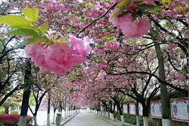 襄阳四中、五中复学方案刚刚公布图片