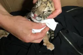 疫后新生命：荆州动物园开园后诞下首只虎狮虎兽，叫声洪亮体健壮图片