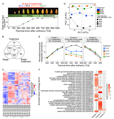 舶来赏析｜多组学数据揭示缺硫条件下一粒小麦籽粒蛋白的组成和调控（pp2020）
