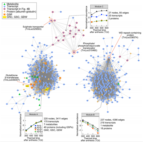 舶来赏析｜多组学数据揭示缺硫条件下一粒小麦籽粒蛋白的组成和调控（pp2020）