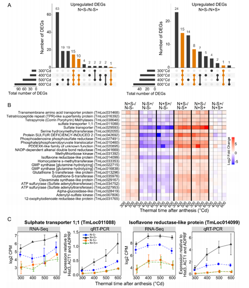 舶来赏析｜多组学数据揭示缺硫条件下一粒小麦籽粒蛋白的组成和调控（pp2020）
