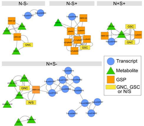 舶来赏析｜多组学数据揭示缺硫条件下一粒小麦籽粒蛋白的组成和调控（pp2020）