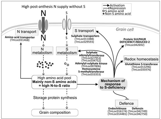 舶来赏析｜多组学数据揭示缺硫条件下一粒小麦籽粒蛋白的组成和调控（pp2020）