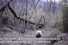 看！熊猫“跳广场舞”图片