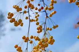 秋天这么美，赏花赏叶还不够！来辰山逛逛海棠园吧图片