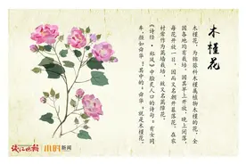 舌尖上的药材 | 秀色可餐，清热凉血——木槿花图片