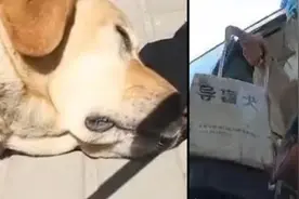为导盲犬擦去委屈的泪水图片