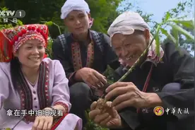中华民族：这种有毒草药一片山上最多两棵，却是治坐骨神经的良药视频封面