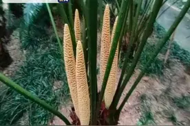 铁树开花了！你见过吗？图片