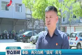 奉新：两只白鹇 “误闯” 民宅视频封面