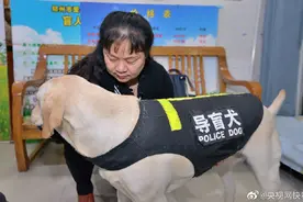 转发倡议！我愿意和导盲犬同行图片