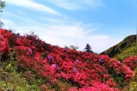 湖北英山：“五彩杜鹃”引客来图片
