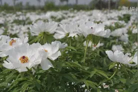 河北磁县：油牡丹花开 铺就增收路视频封面