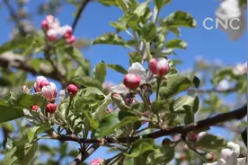 春到陕北：苹果花开兆丰收视频封面