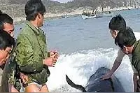 温州南麂岛出现鲸鱼群？16年前当地人曾救下7头鲸鱼，专家这样说…图片