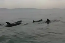 一群体型庞大的海洋动物从我们船边游过，好壮观……温州附近海域出现鲸鱼群？专家：大规模海豚群非常罕见图片