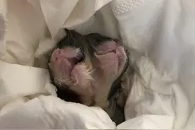 罕见！这只出生便死亡的猫竟是只双头猫 专家：不建议存活图片