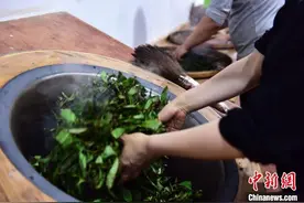 武夷岩茶制茶季如约至 女茶人手工制茶图片