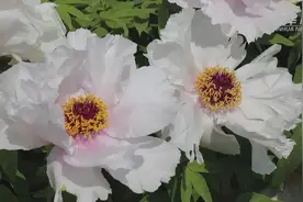 河南商丘：牡丹花开乡村美 特色种植富农家视频封面
