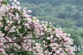 “五一”市内游，这份东莞登高赏花攻略请收好图片